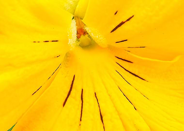 violet in the garden
