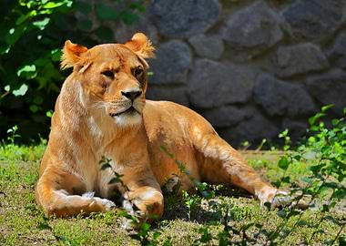 Lioness