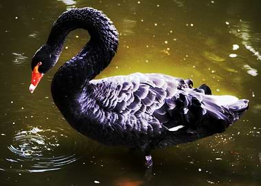 Kiev Black Swan