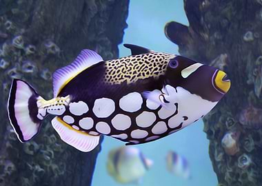 Clown Triggerfish