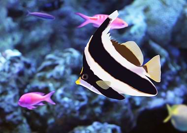 Pennant Bannerfish