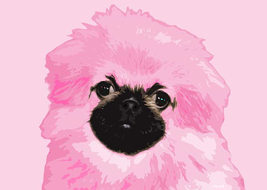 Pekingese Dog