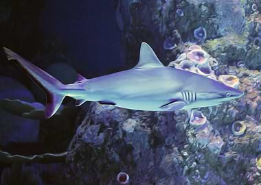 Grey Reef Shark