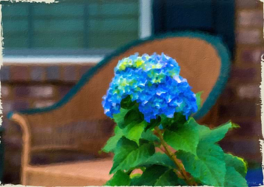 Blue Hydrangea