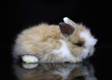 Baby Bunny