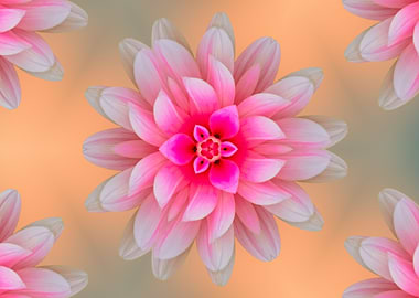 pink dahlia background