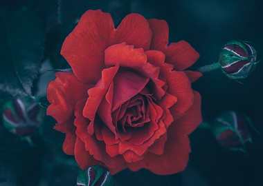 Rose
