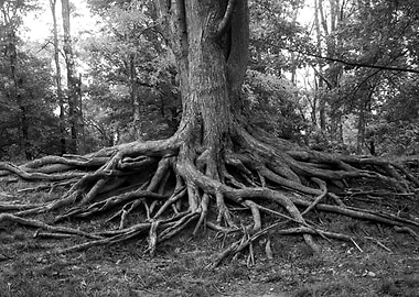 Tree of Life and Balance