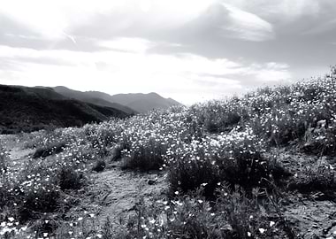 poppy flower field