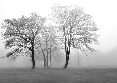 Foggy Trees