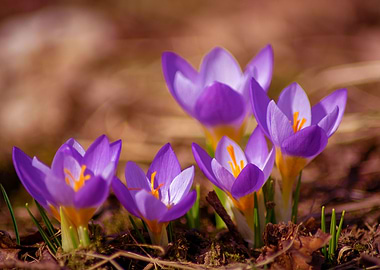 The crocus family