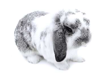 Rabbit on White Background