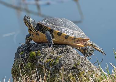 cute turtles rest at sun