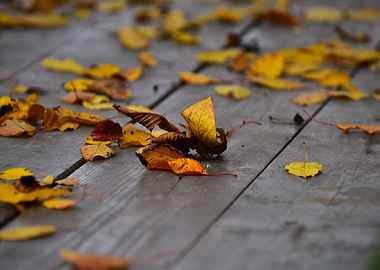 Leafs on wooden table