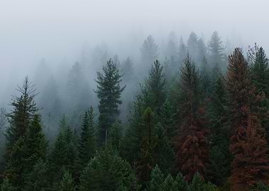 Tees in Fog