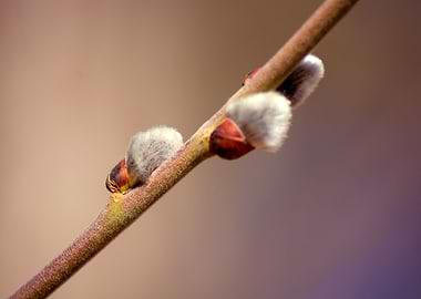 pussy Willow