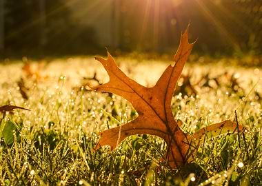 Fall Leaf in Morning Sun