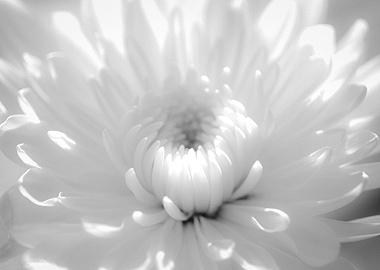 Infrared Flower 2