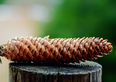 Pine cone