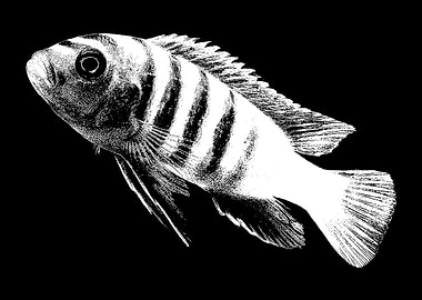 Afra Cichlid
