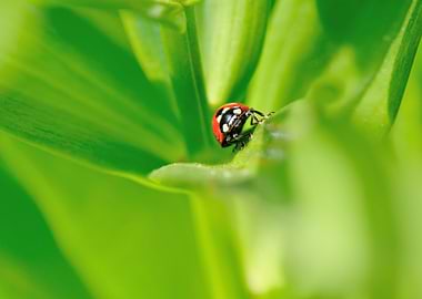Ladybug