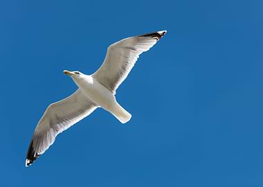 Herring Gull