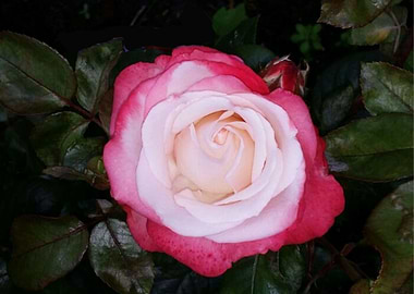 Virgin Rose