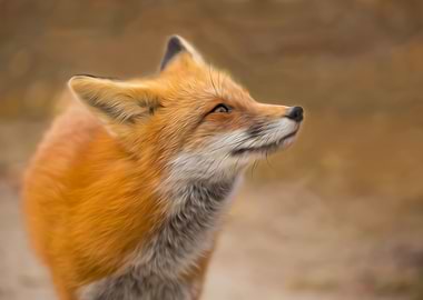 Smiling Fox