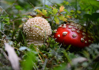 Small Amanita Muscaria