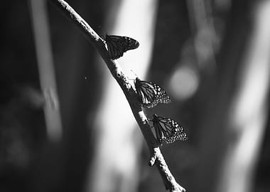 Monarch Butterflies I