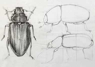 sketches of some bugs