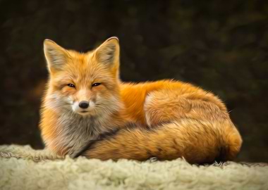 Cuddly Fox