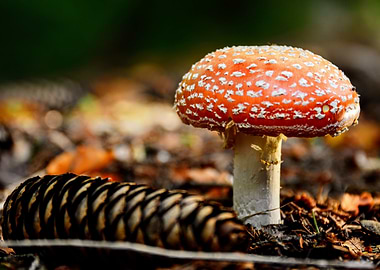 Amanita Muscaria