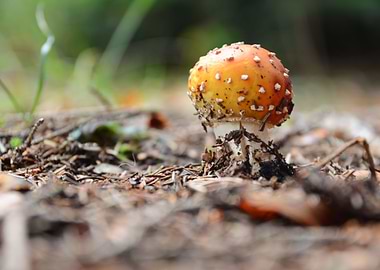 Little Amanita Muscaria