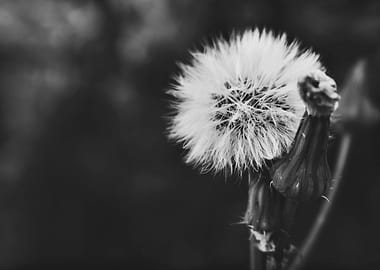 Dandelion II