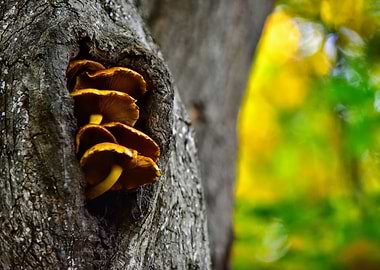 Tree mushrooms