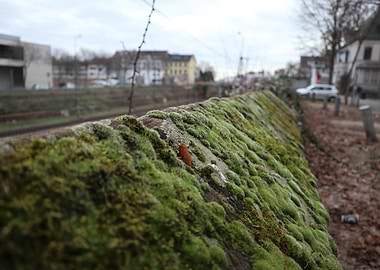 Urban Moss