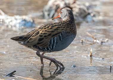 Water Rail bird