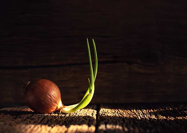 Growing Onion o