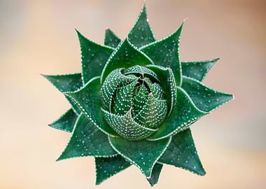 succulent plant on bokeh