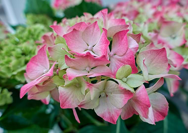 hydrangea in bloom