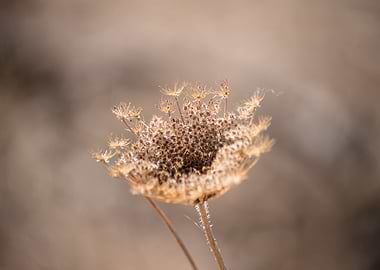 Dry Flower
