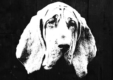 Bloodhound