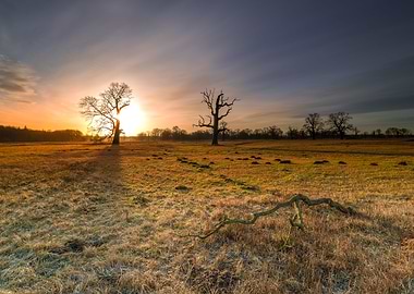 Landscape of the park