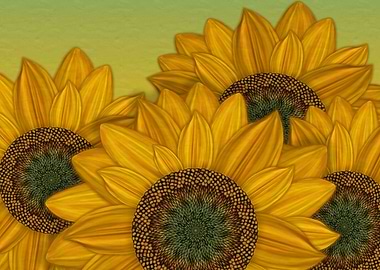 Sunflowers