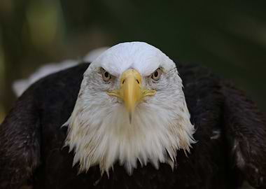 Awestruck Bald Eagle
