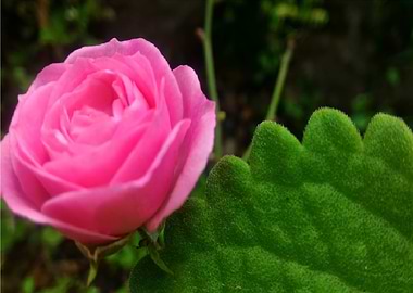 Late bloomer of love