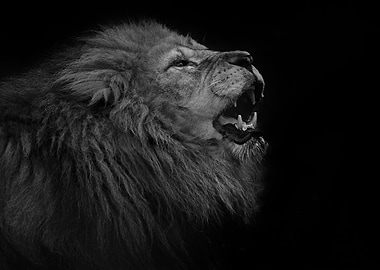 Lion roar
