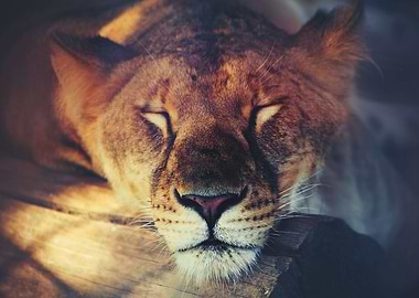 Sleeping lion