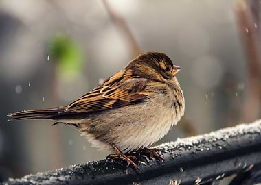 Little sparrow